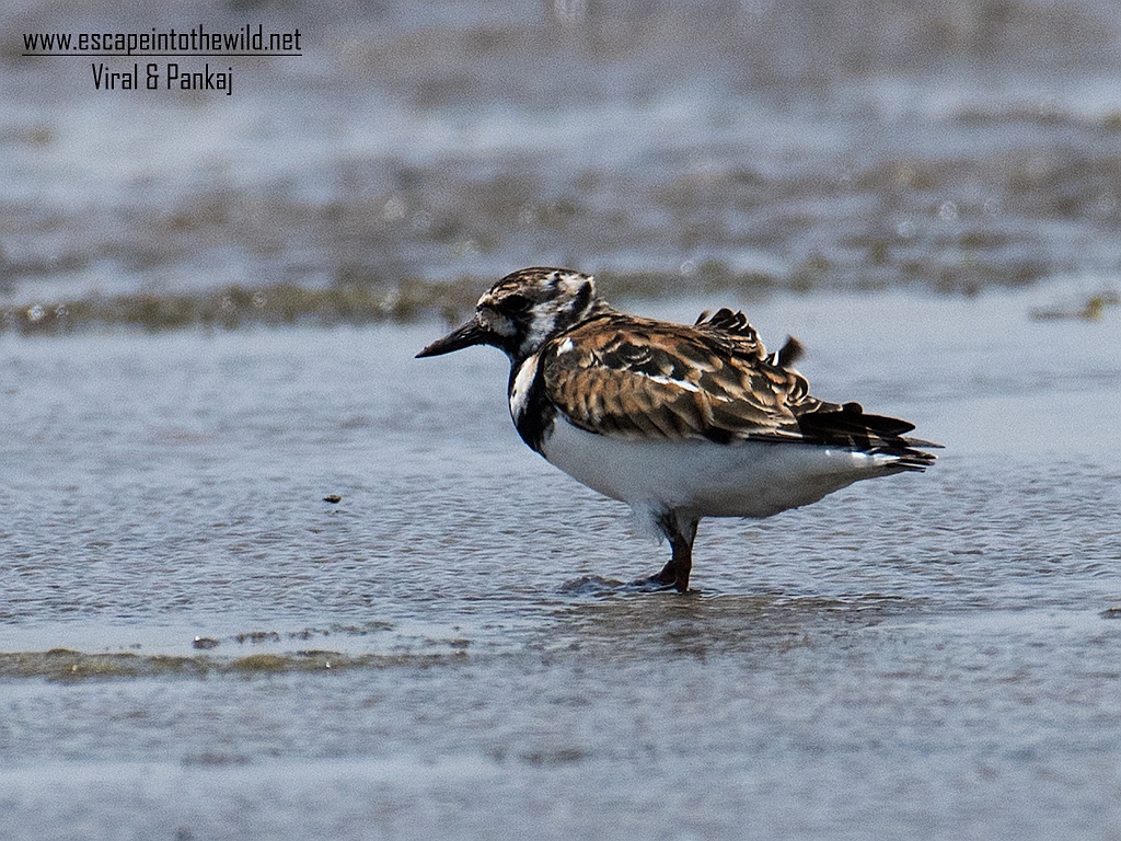 Ruddy Turnstone